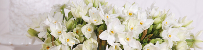 Paperwhites, Paperwhite, Birth Flower, december Birth Flower, Birth Flowers, Birth Month Flower